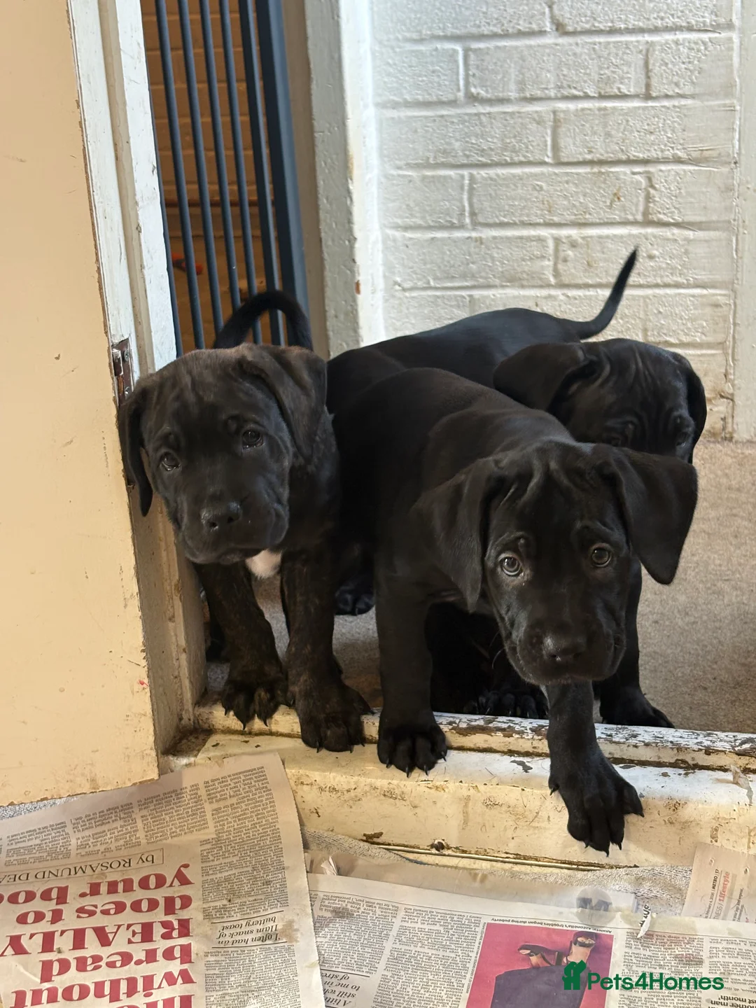 Cane Corso dogs for sale: Cane corso’s  - Advert 8