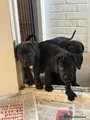 Cane Corso Puppy 7