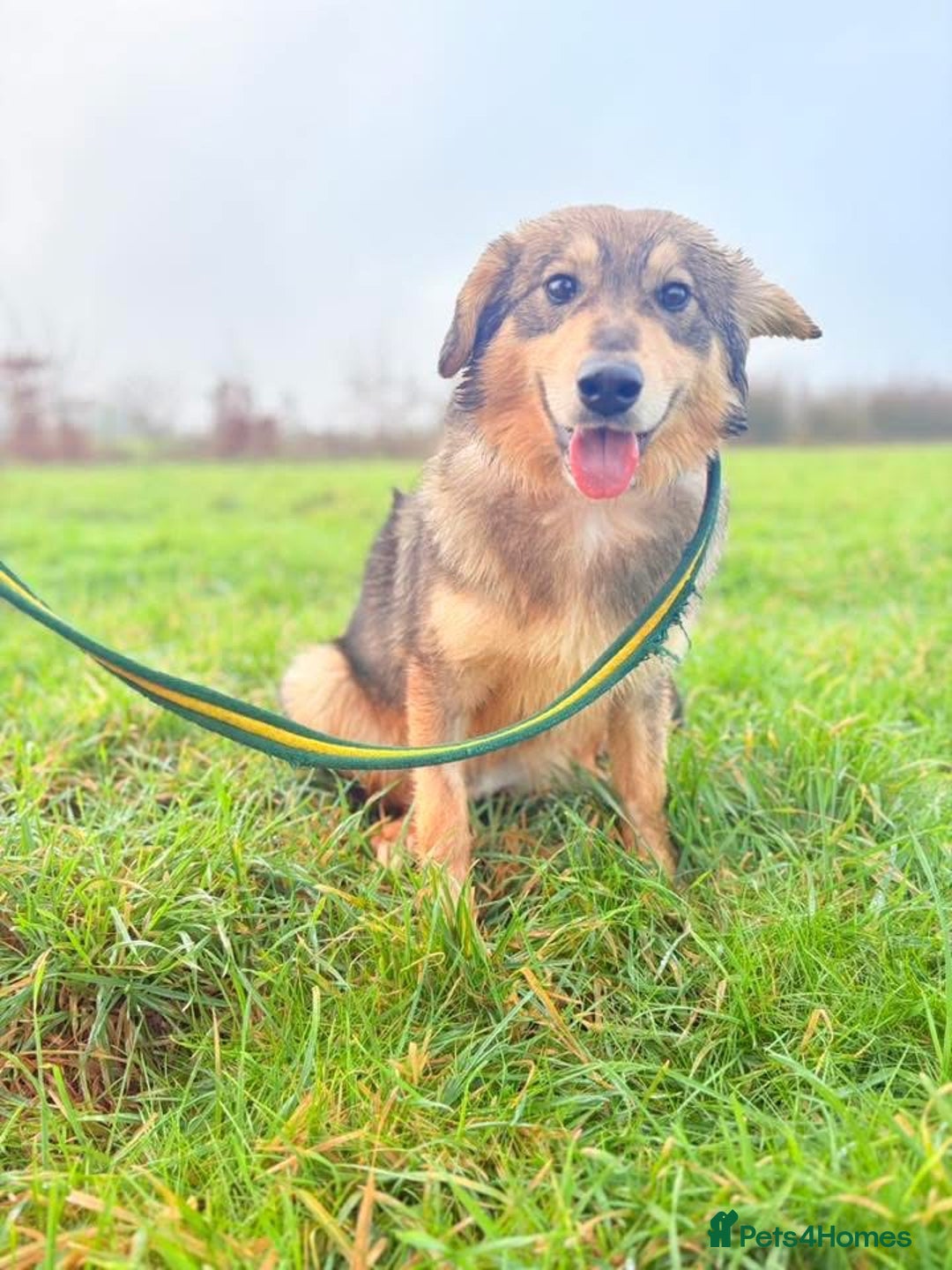 Mixed Breed dogs for adoption: Dave - Norwich Norfolk  - Advert 10