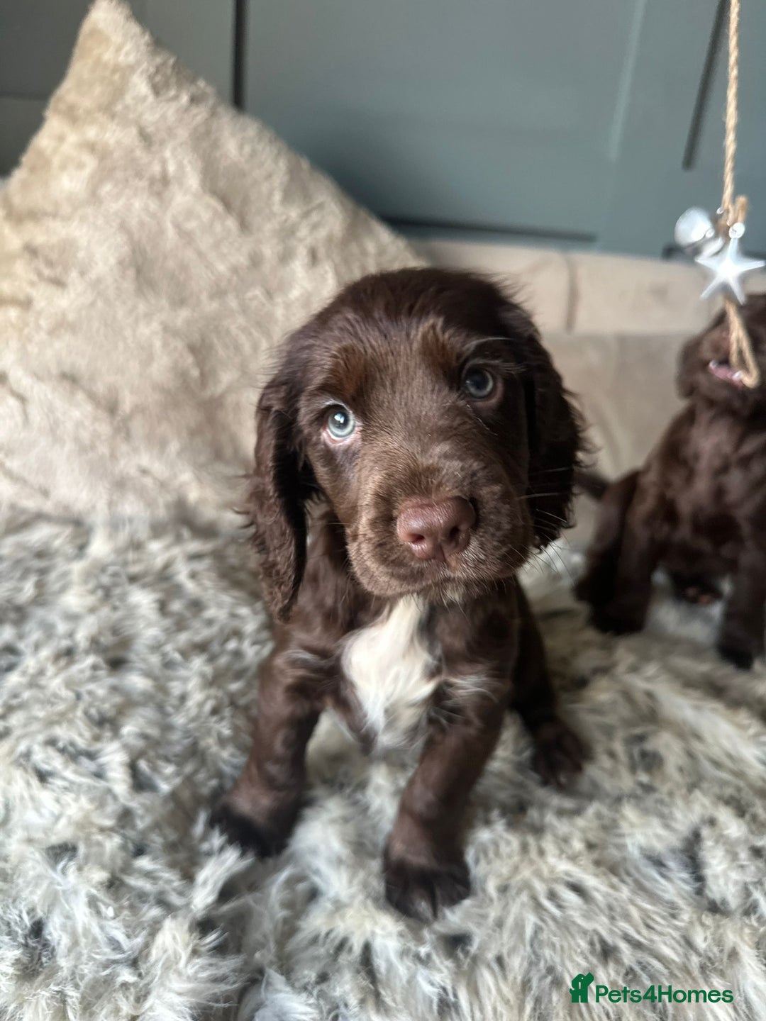 Cocker Spaniel dogs for sale: Working cocker spaniel puppies - Advert 2