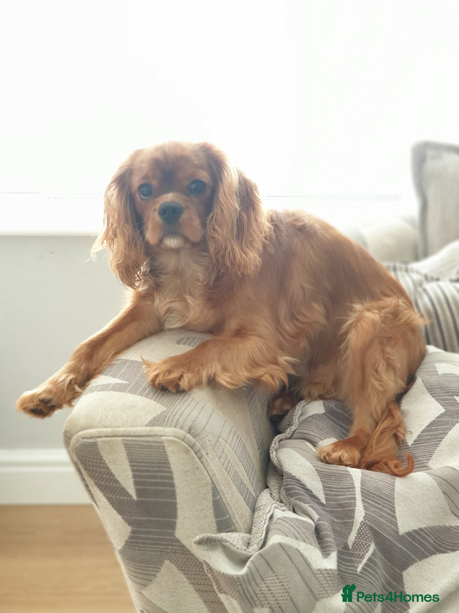 Mixed Breed dogs for sale: Cavador! Rare Ready 2 leave. 1 beautiful boy left. - Advert 36