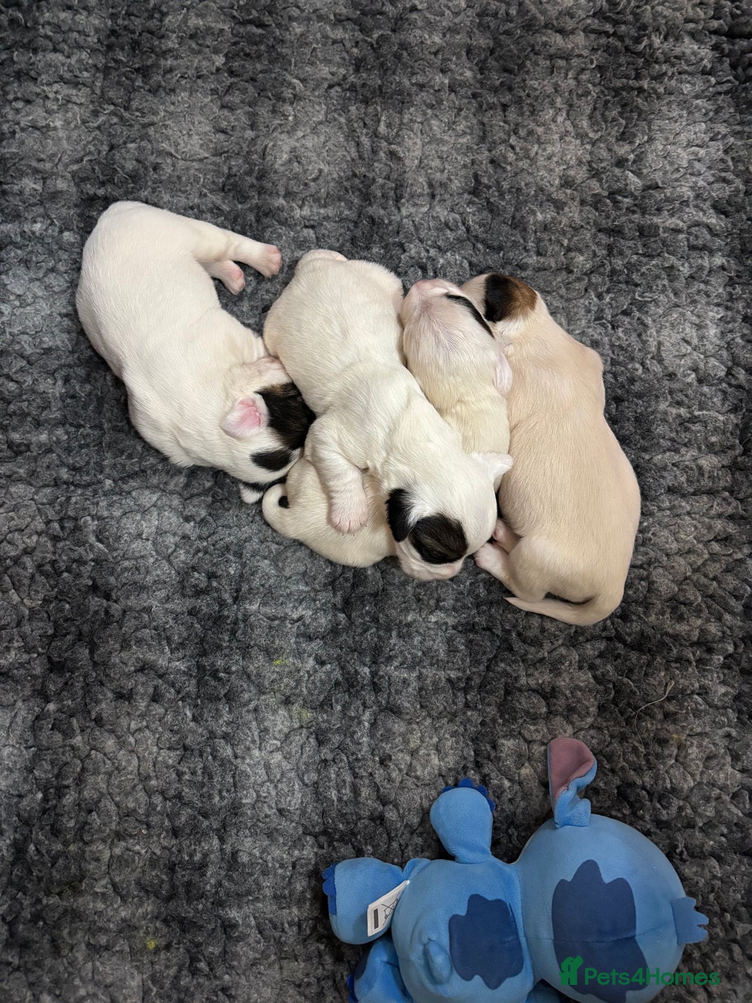 Sealyham Terrier dogs for sale: Sealyham Terrier Puppies  - Advert 8