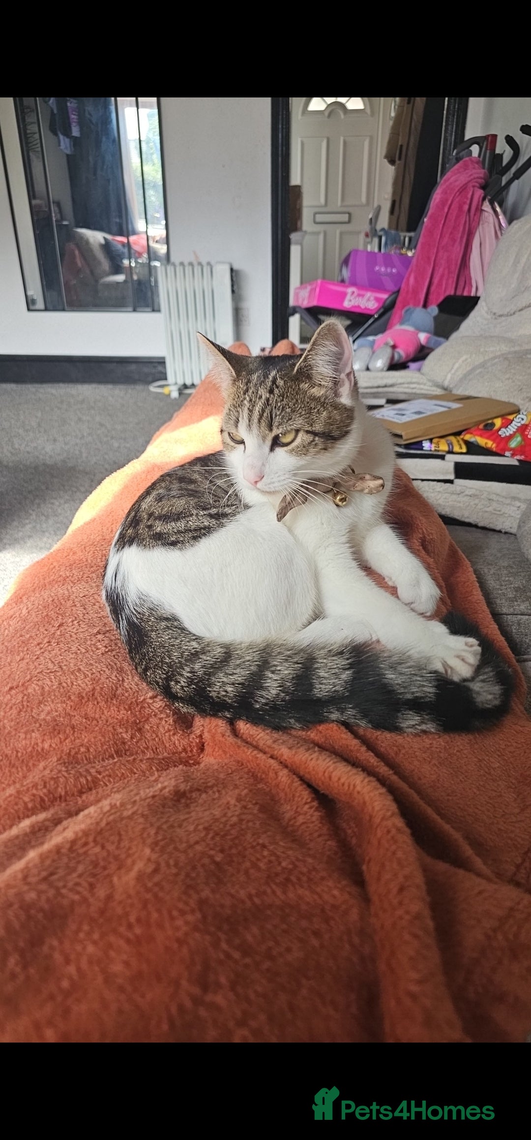 Domestic Shorthair cats Willow - Advert 21