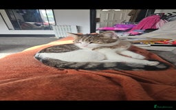 Domestic Shorthair cats for sale: Willow - Advert 1