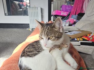 Domestic Shorthair cats Willow - Advert 18