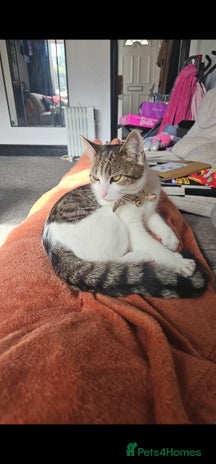 Domestic Shorthair cats Willow - Advert 2