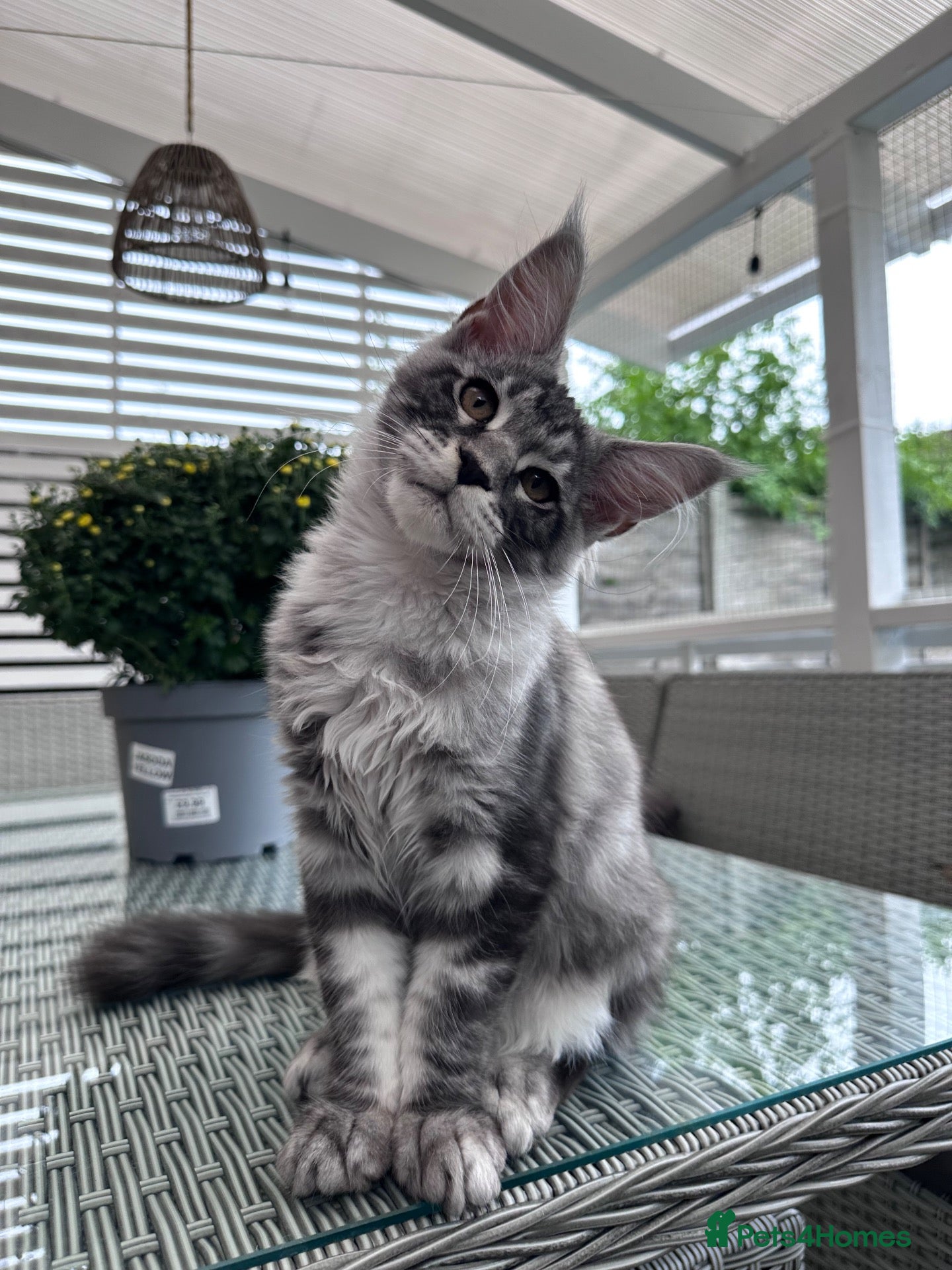 Maine Coon cats ✨2 Gorgeous Pure Breed Maine Coon Kittens✨ - Advert 2