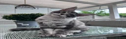 Maine Coon cats for sale: ✨2 Gorgeous Pure Breed Maine Coon Kittens✨ - Advert 2