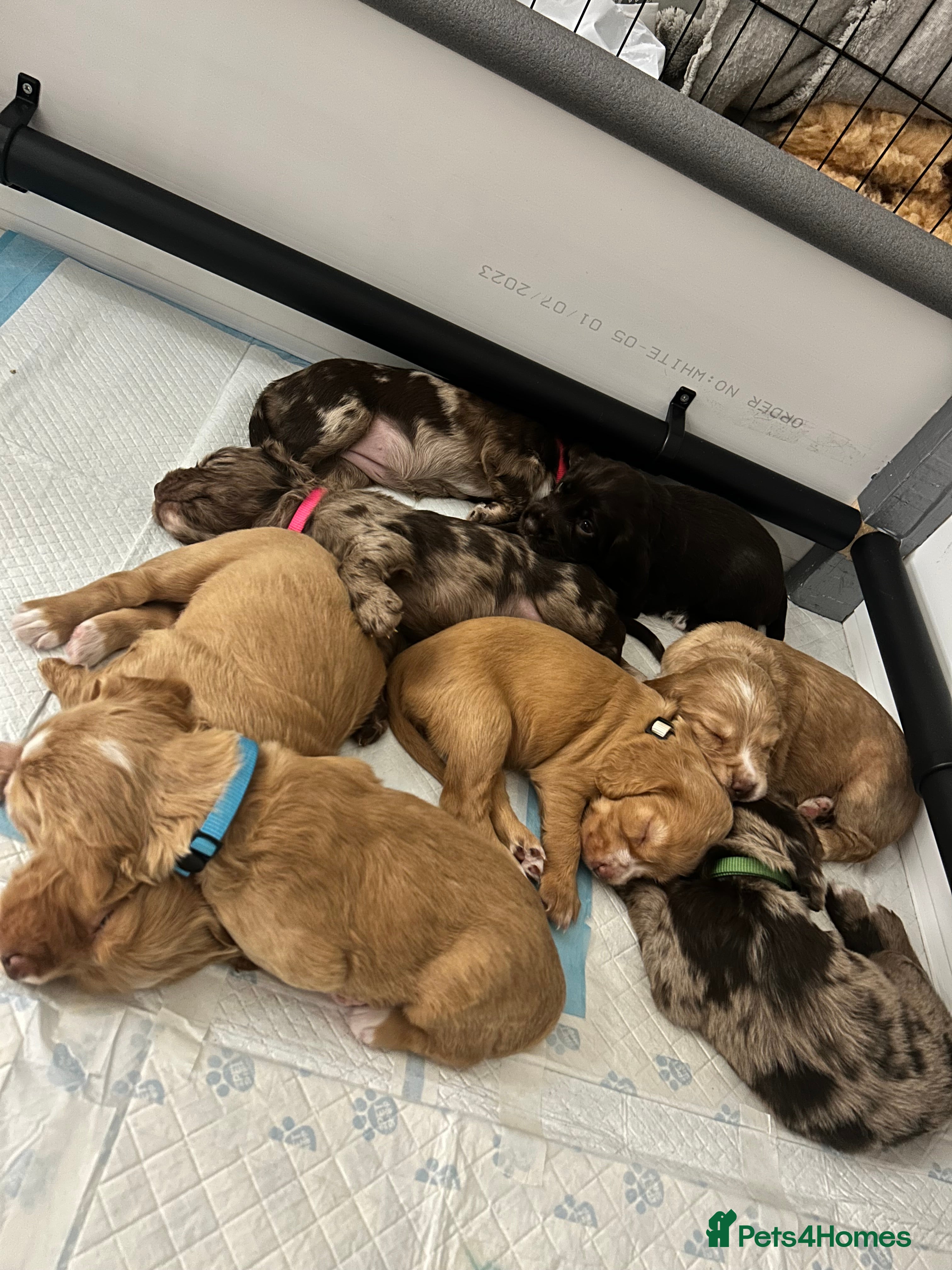 Cocker Spaniel dogs Working Cocker Spaniel Puppies - Advert 14