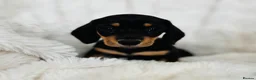 Miniature Dachshund dogs for sale: Miniature Dacshund’s  - Advert 27