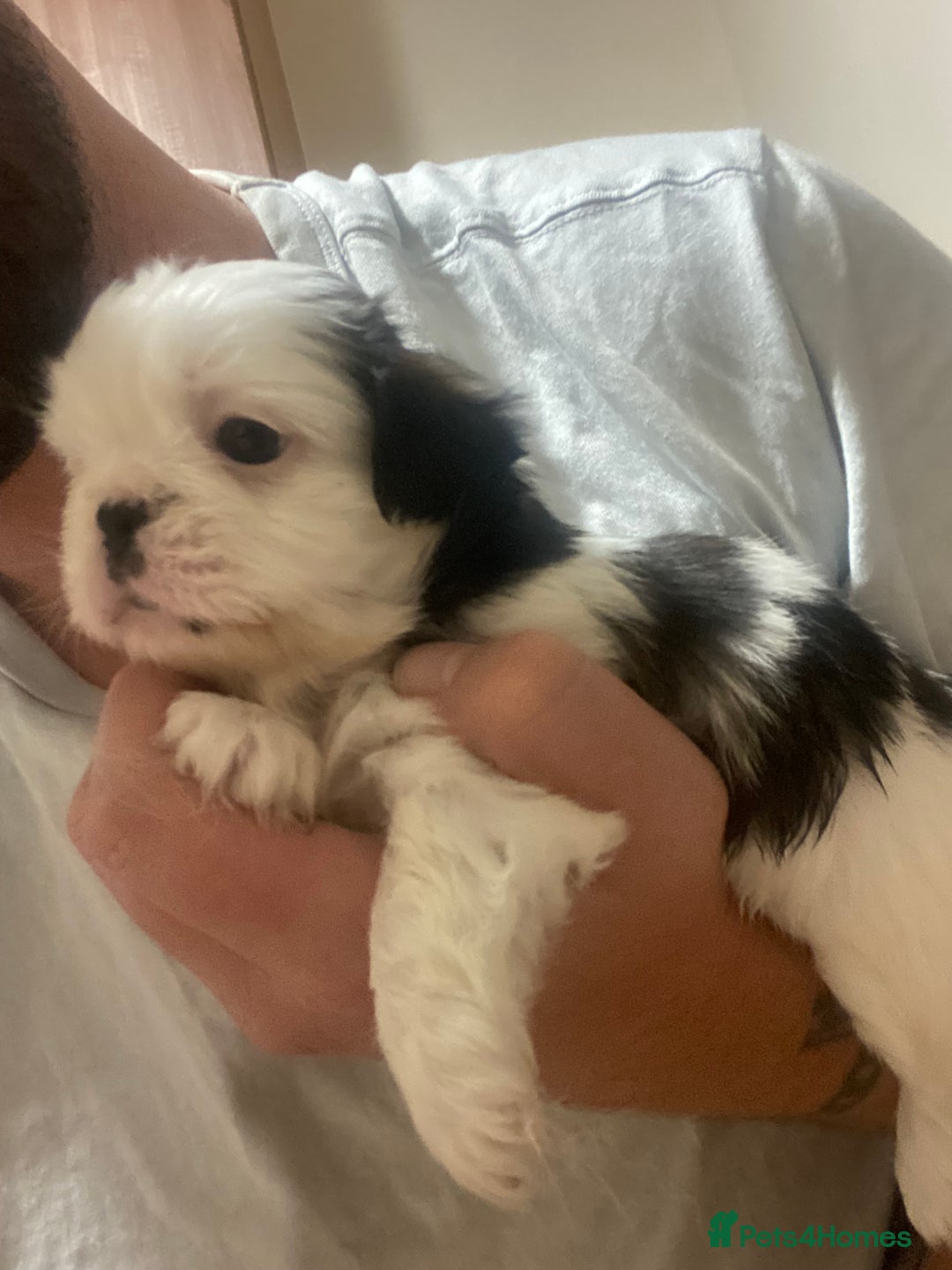 Mixed Breed dogs for sale: Female Border Terrier X ShitZu  - Image 8