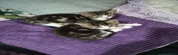 Mixed Breed cats for sale: 3 kittens   9 weeks old  - Advert 9