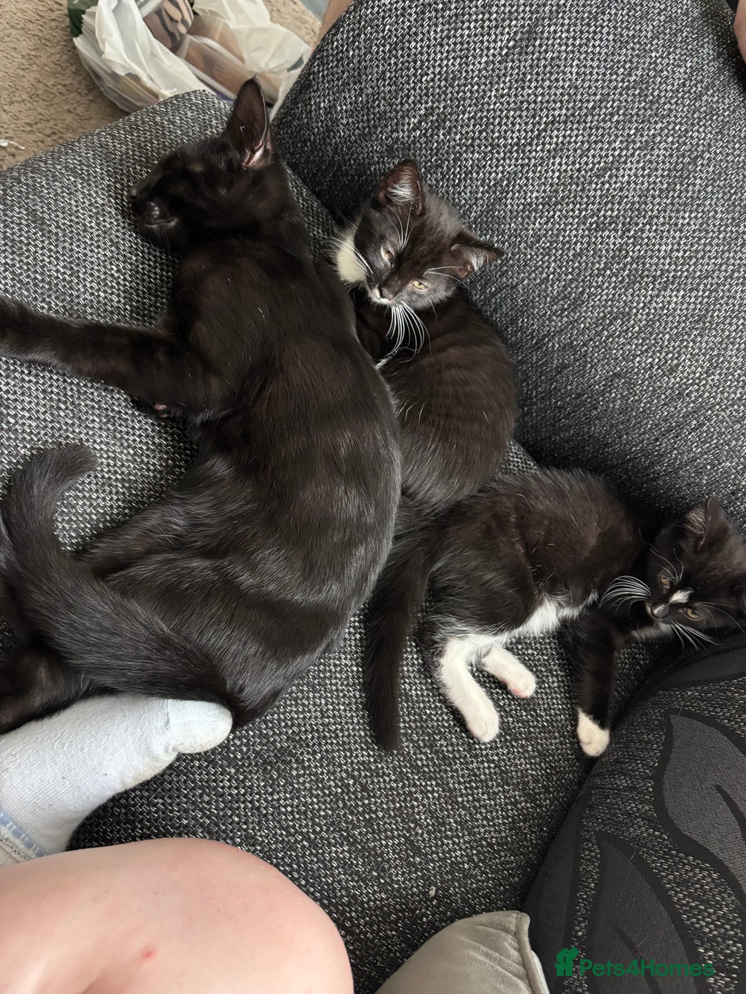 Domestic Shorthair cats for sale: Male kitten (nickname whippet) - Image 6