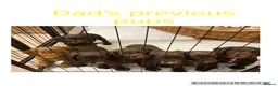 Cocker Spaniel dogs for sale: WAITING LIST - KC DNA CLEAR WCS PUPS in Buckingham - Advert 3