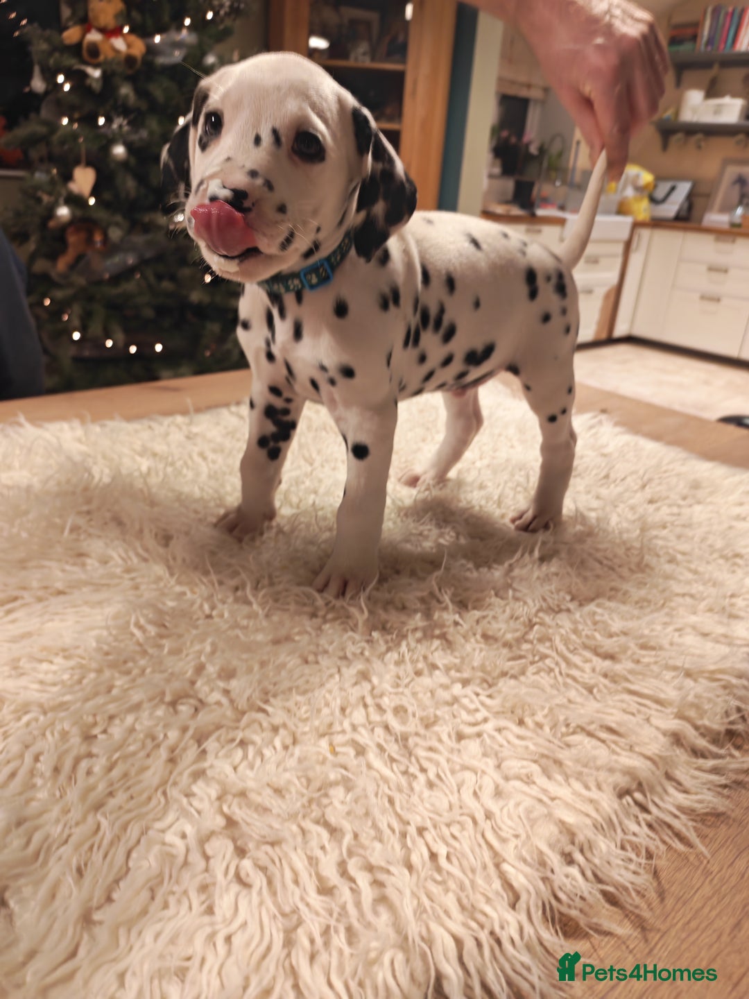 Dalmatian dogs for sale: Ready now - Champion Boys in the making!! - Advert 39