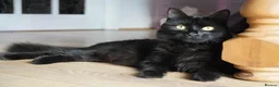 Mixed Breed cats for sale: Four adorable playful kittens for sale - Advert 5