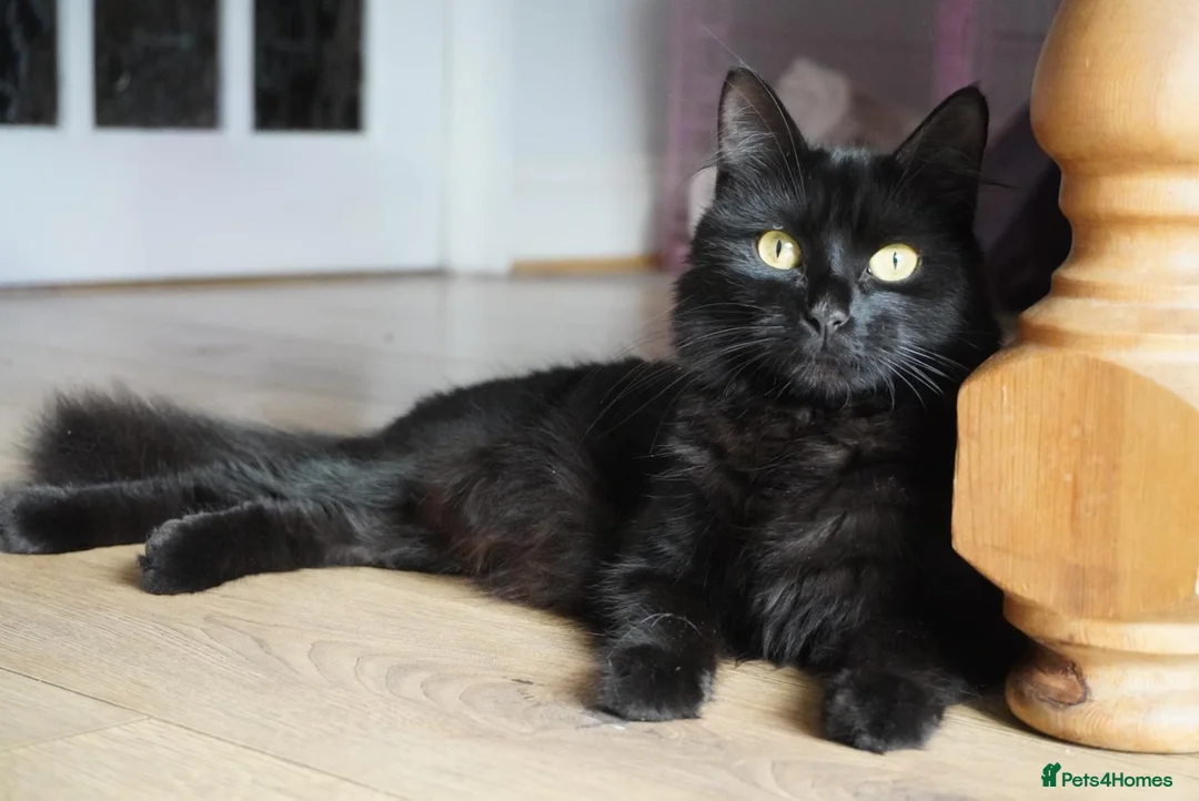 Mixed Breed cats for sale: Four adorable playful kittens for sale - Advert 5