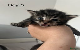 Maine Coon cats for sale: Maine Coon X - 5 Boys & 1 Girl - Image 5