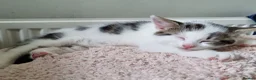 American Shorthair cats for sale: Lovely kittens - Advert 11