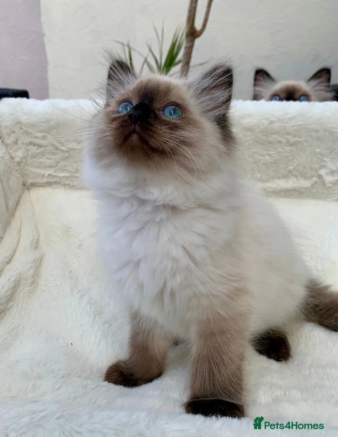 Ragdoll cats for sale: CHAMPION BLOODLINE RAGDOLL KITTENS 🥇🏅 - Advert 2