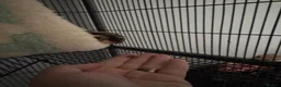 Sugar Glider rodents for sale: Single Male Sugar Glider - Advert 3