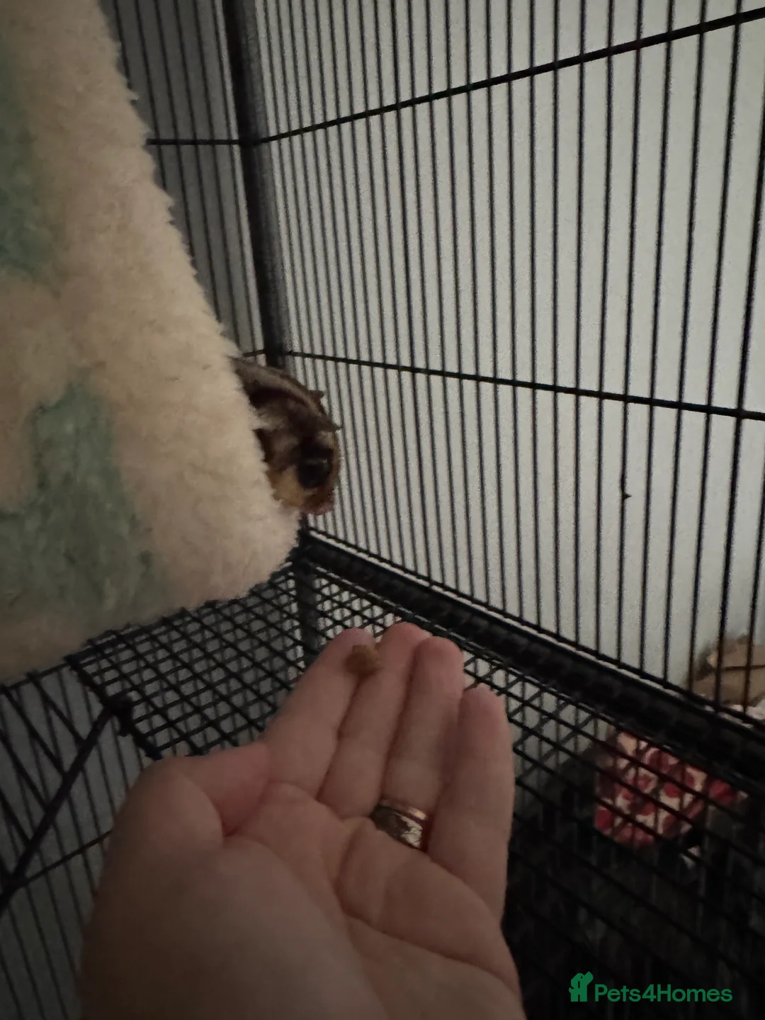Sugar Glider rodents for sale: Single Male Sugar Glider - Advert 3