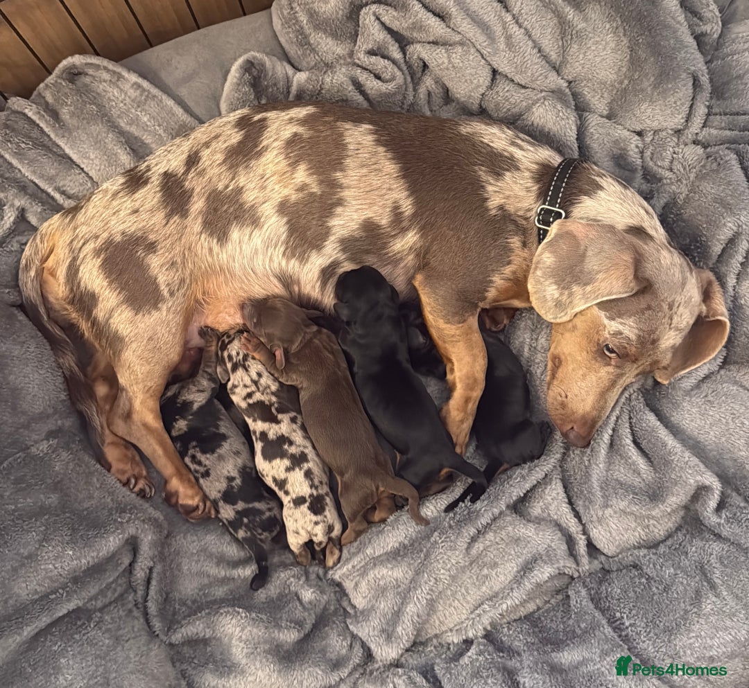 Miniature Dachshund dogs for sale: Miniature dachshund puppy brown boy ready to leave - Image 1