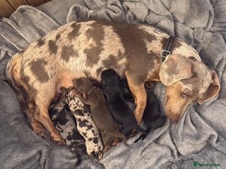 Miniature Dachshund dogs - Advert 1