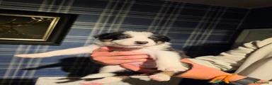 Border Collie 5