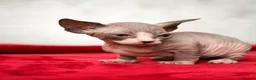 Sphynx cats for sale: Canadian sphynx kittens  - Advert 35
