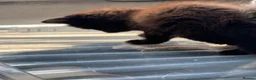 Mixed Breed cats for sale: Part ragdoll kittens  - Advert 10