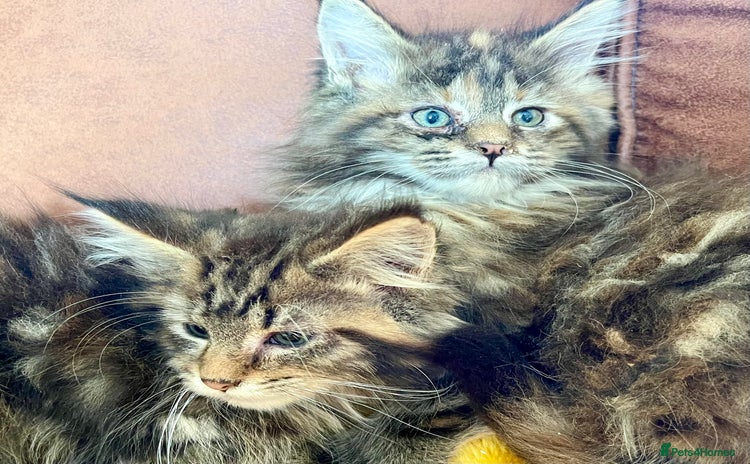 Maine Coon cats - Advert 2