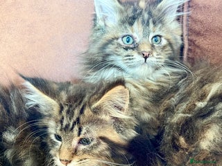 Maine Coon cats - Advert 9