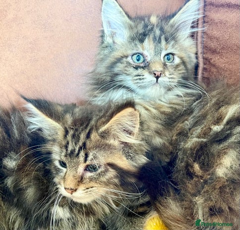 Maine Coon cats - Advert 2