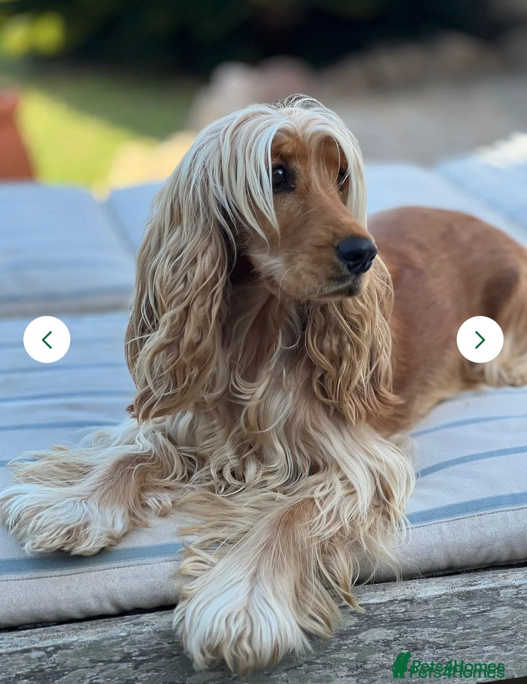 Cocker Spaniel dogs for sale: Outstanding health tested golden show cockers - Advert 4