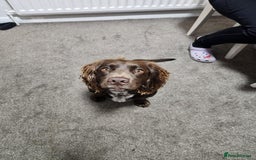 Cocker Spaniel dogs for sale: Cocker spaniel Puppies Males and females - Image 12