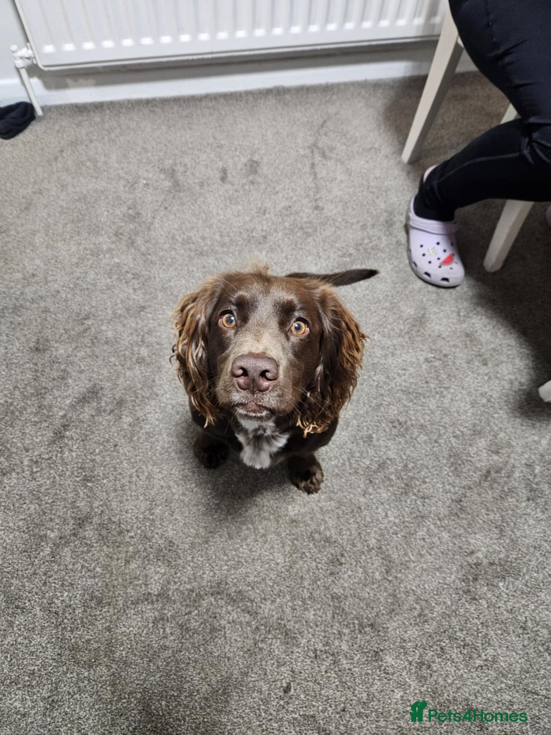Cocker Spaniel dogs for sale: Cocker spaniel Puppies Males and females - Image 12
