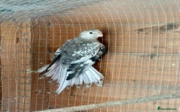Cockatiels birds for sale: Baby Cockatiels for sale  - Image 6