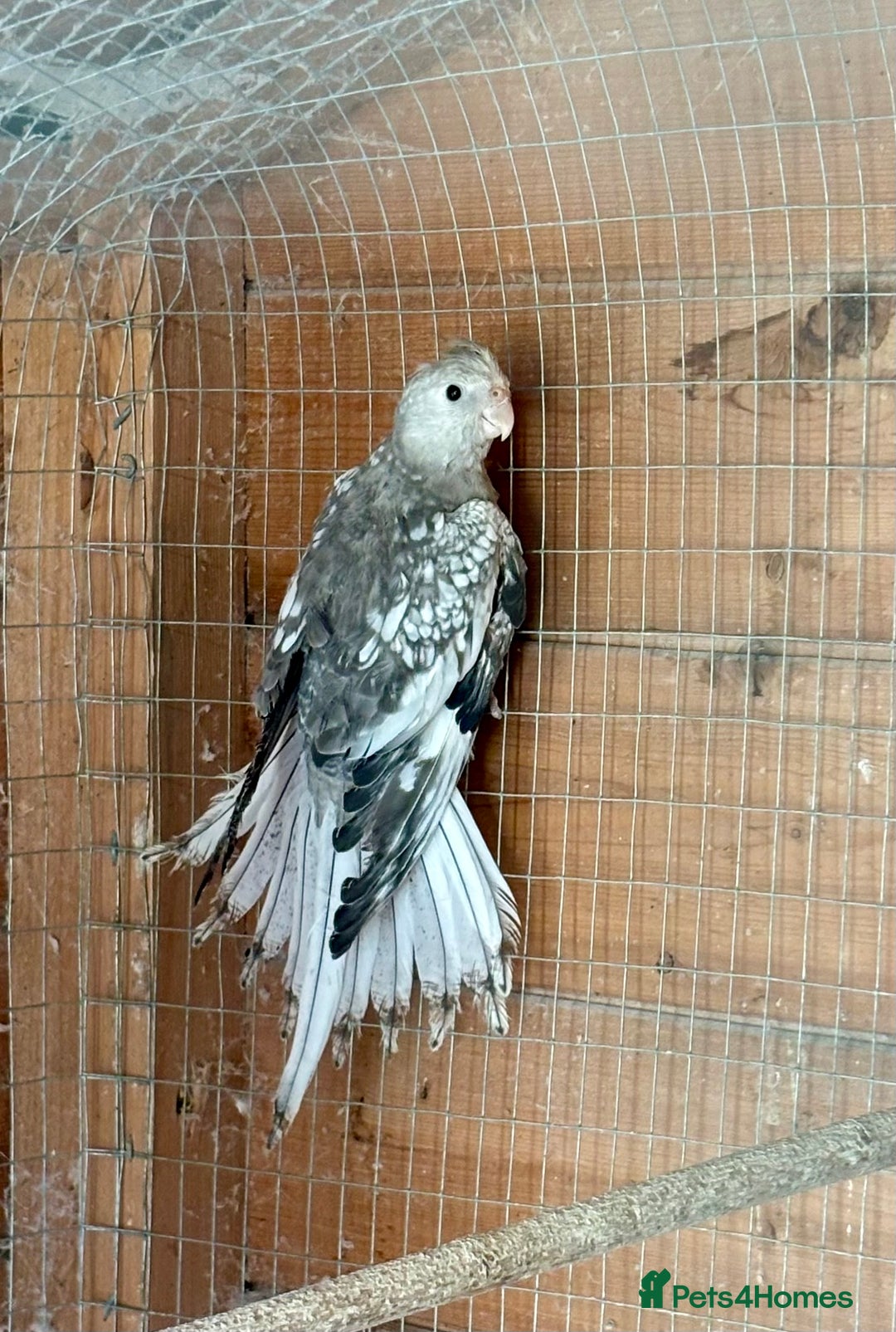 Cockatiels birds for sale: Baby Cockatiels for sale  - Image 6