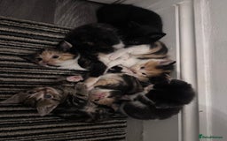 Mixed Breed cats for sale: 5 beautiful kittens for sale  - Image 2