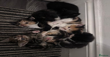 Mixed Breed cats - Advert 6