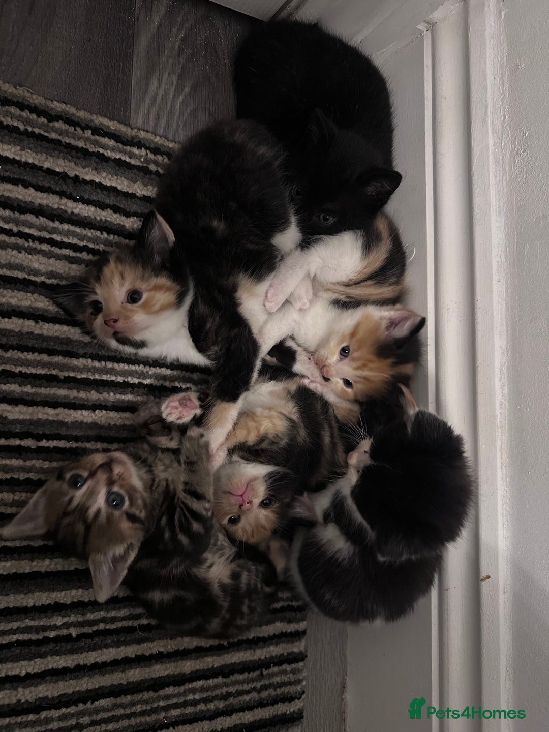 Mixed Breed cats for sale: 5 beautiful kittens for sale  - Image 2