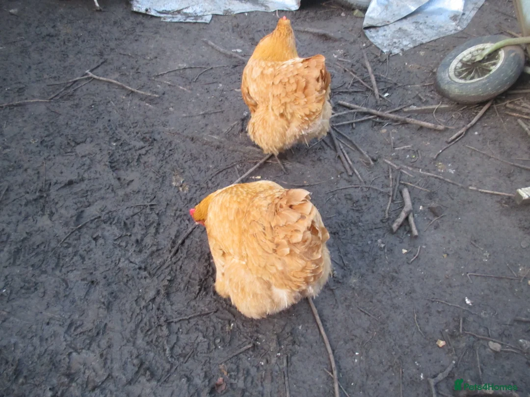 Chickens poultry for sale: 2 x Buff Orpington hens in Shepton Mallet - Advert 1