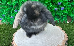 Mini Lop rabbits for sale: Stunning mini lop bunnies ready to reserve  - Advert 10