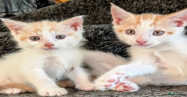 Maine Coon cats - Advert 13