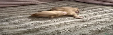 Cockapoo 6