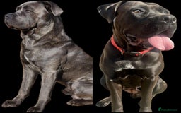 Cane Corso dogs for sale: BROWN BRIDLES chunky canecorso puppies - Image 3