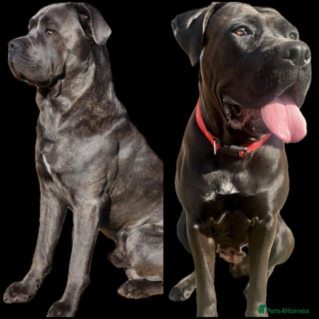 Cane Corso dogs for sale: BROWN BRIDLES chunky canecorso puppies - Image 3