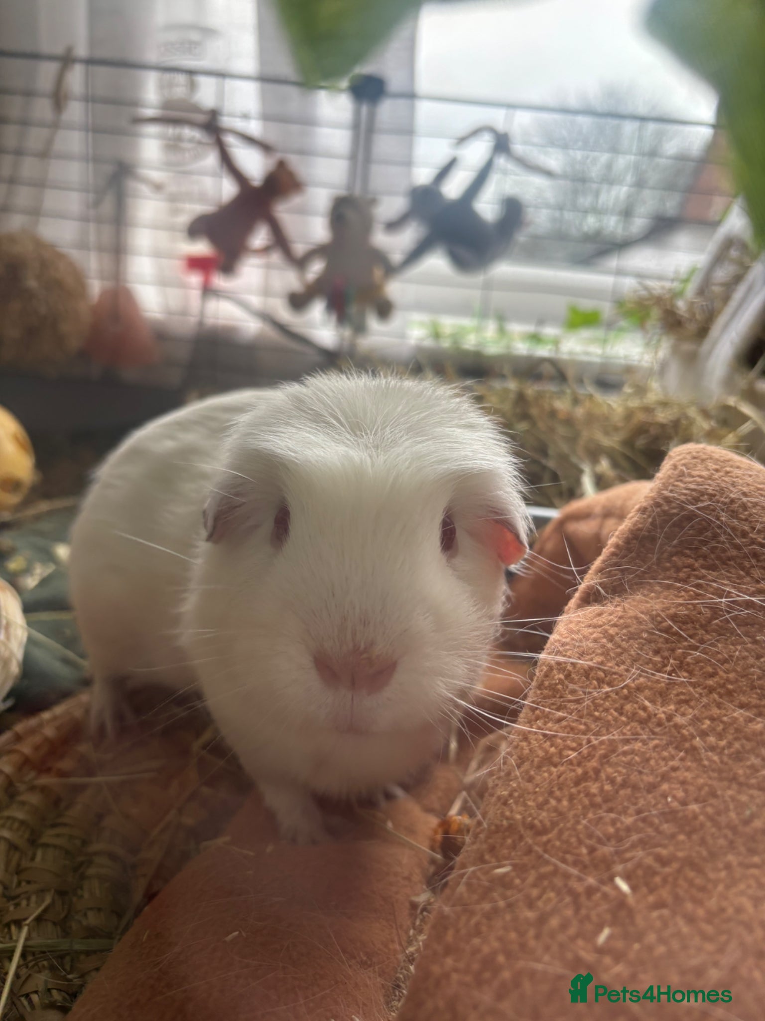 Guinea Pig rodents Free guinea pig male - Advert 1