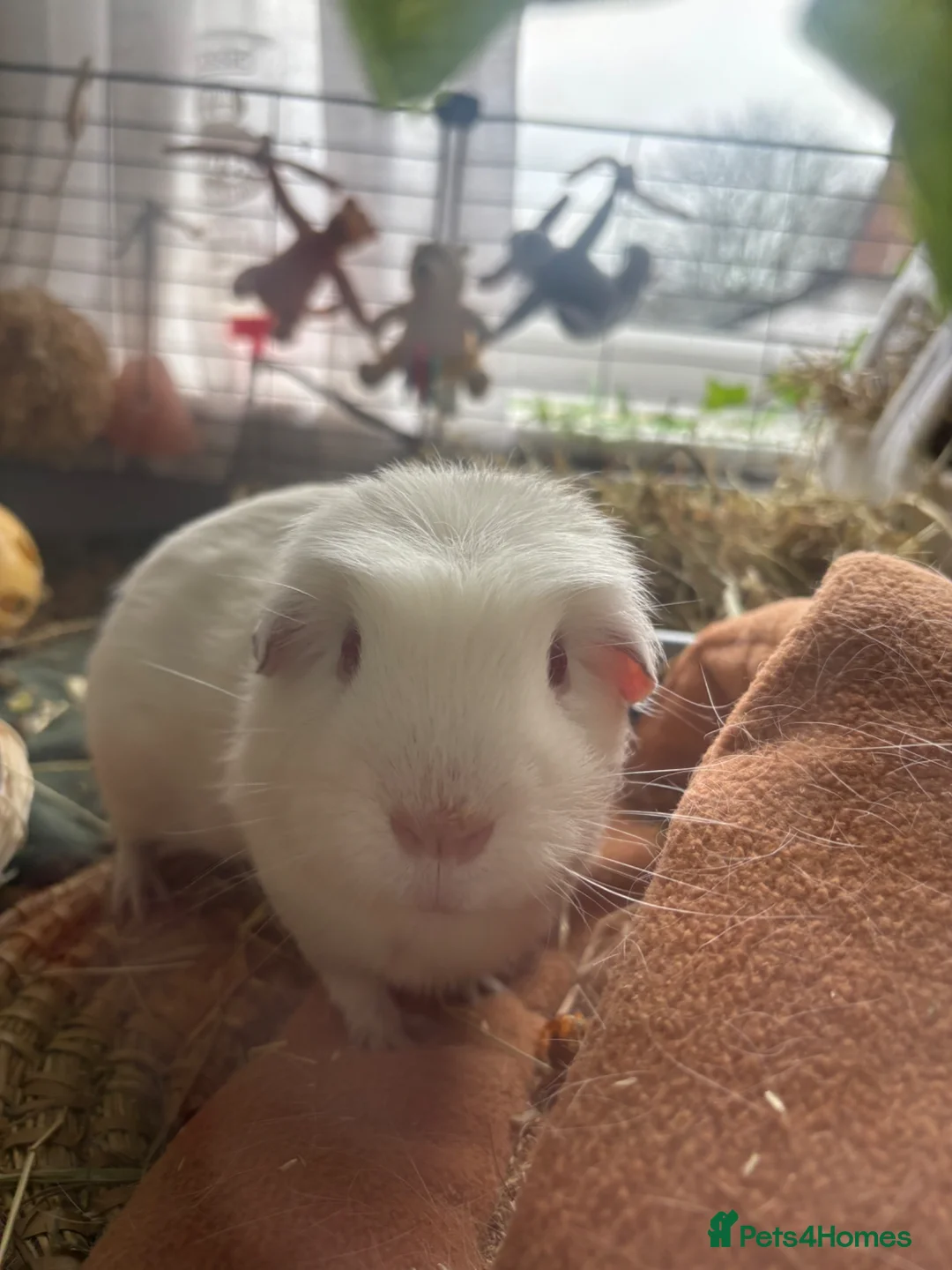 Guinea Pig rodents for sale: Free guinea pig male - Advert 1